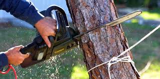 Best Pest Control for Lawns  in Pismo Beach, CA
