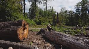 Best Commercial Tree Services  in Pismo Beach, CA