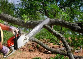 Best Tree Risk Assessment  in Pismo Beach, CA
