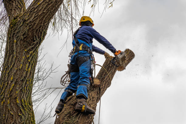 Best Tree Preservation Services  in Pismo Beach, CA