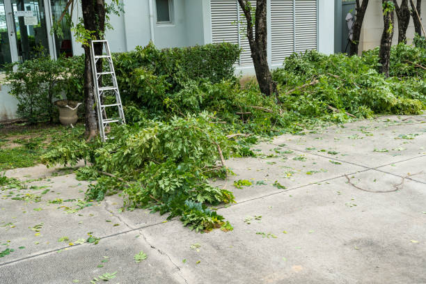 Best Fruit Tree Pruning  in Pismo Beach, CA
