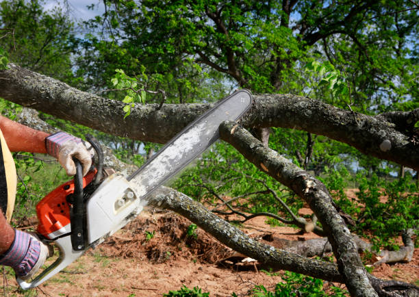 Best Tree Removal  in Pismo Beach, CA